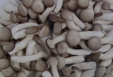 느타리버섯(100g)